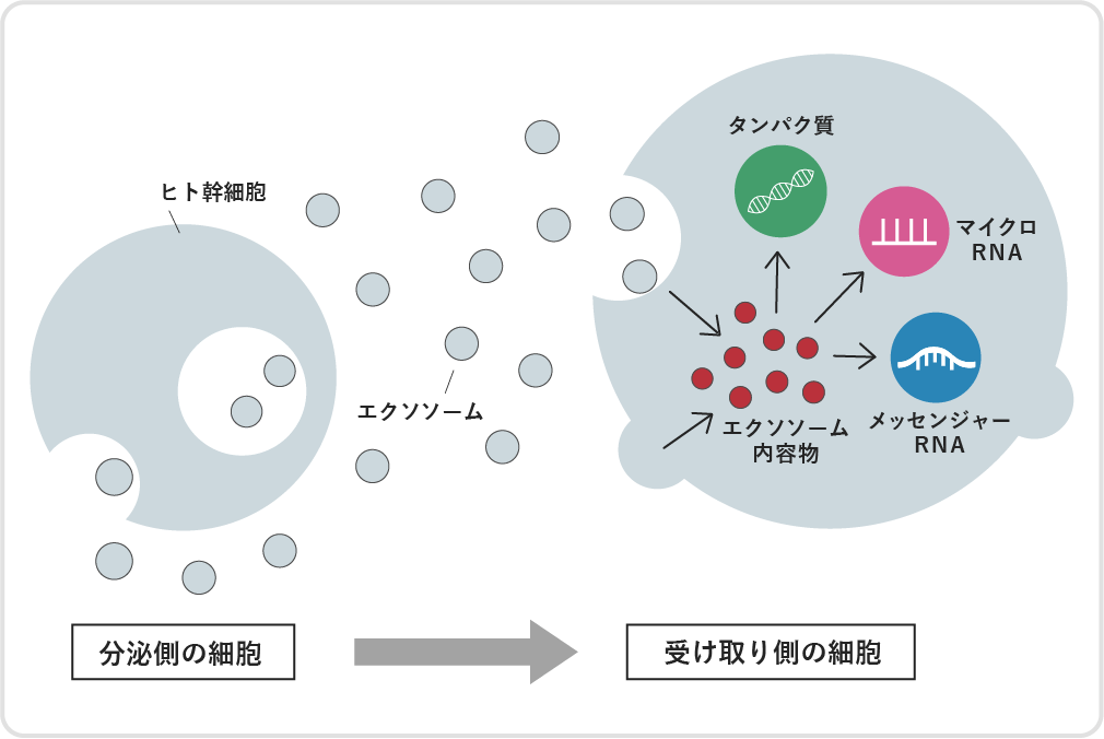 細胞図