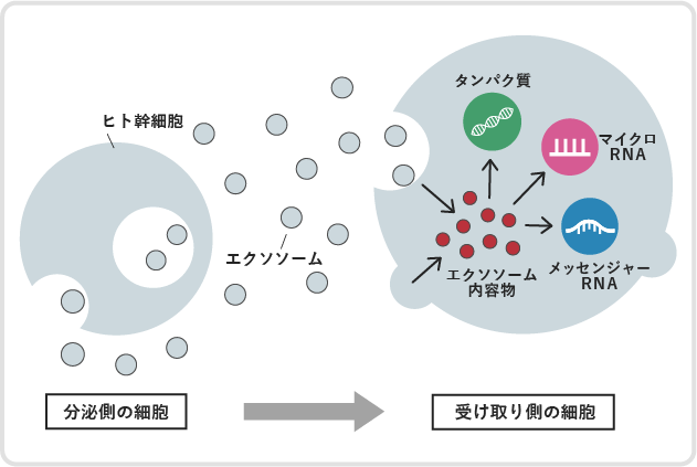 細胞図